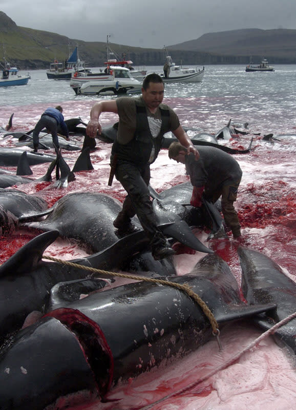 Matanza de ballenas en Islas Feroe