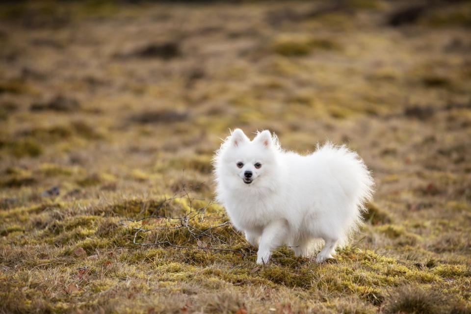 portrait of white dog on field smallest dog breeds