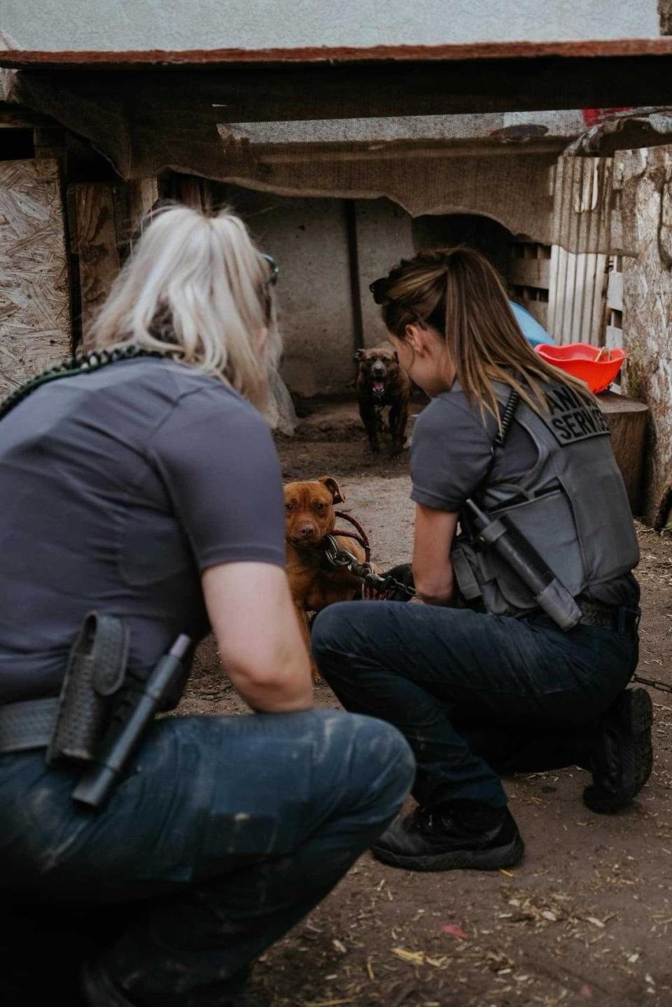 The Turlock Police Department seized 73 dogs as part of an investigation into possible dog fighting and animal cruelty on Thursday, March 28, 2024. Turlock Police Department