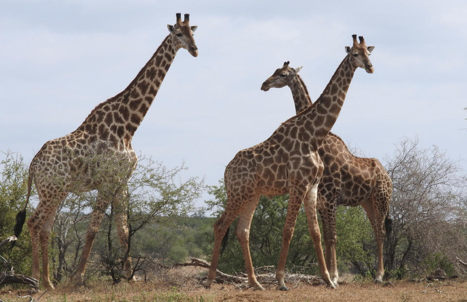 In this photo taken Jan. 1, 2015, giraffe are seen in the Kriger National Park, South Africa. An international conference on endangered species known as CITES being held in Switzerland Thursday, August 22 2019, agreed to protect giraffes for the first time, drawing praise from conservationists and scowls from some sub-Saharan African nations. (AP Photo/Kevin Anderson)