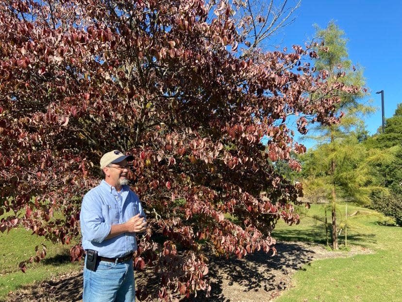 David Mercker discusses leaf color change in front of a red maple tree at the UT Agricultural Extension Center on Airways Boulevard in Jackson.