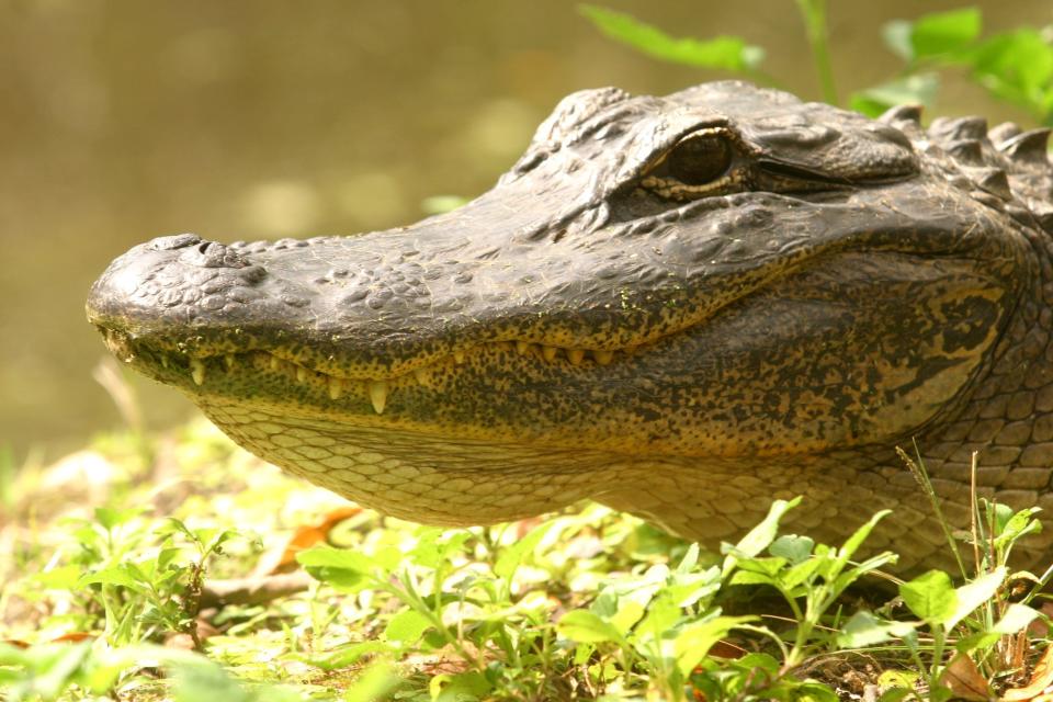 This alligator was photographed in Fakahatchee State Park in Florida, a location known as a good place for spotting gators — unlike Michigan.