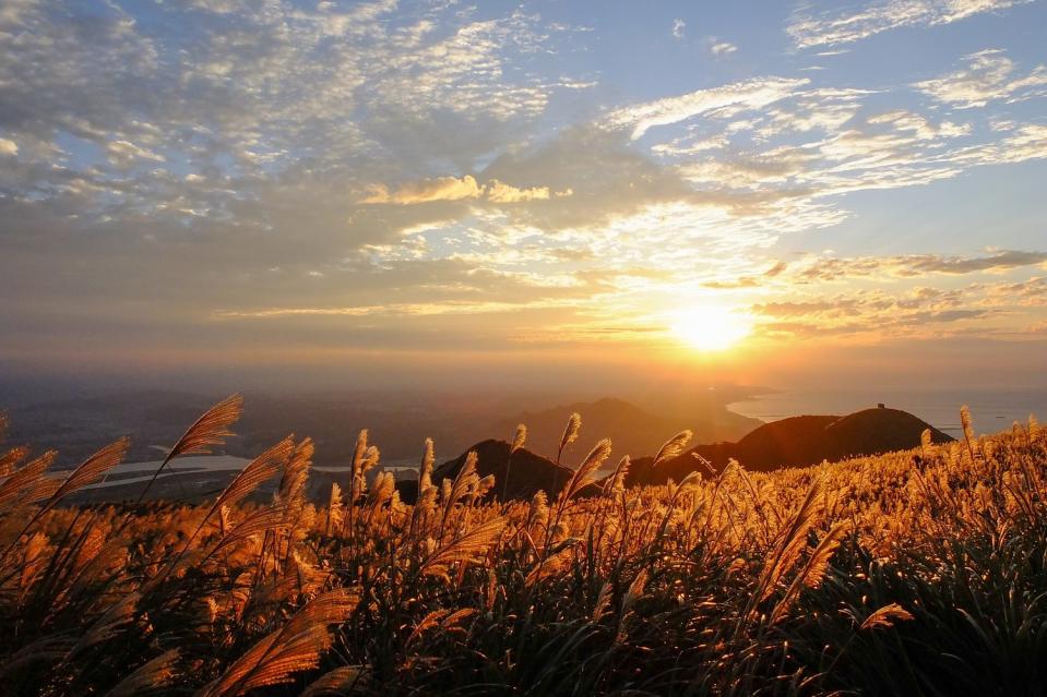 陽明山國家公園有許多地方可以賞芒花，不必辛苦走路就能輕鬆抵達。   圖：謝佳真／攝