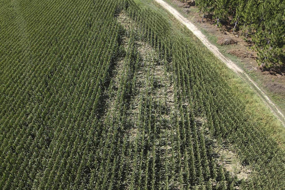 In this image provided by McLendon Acres Inc., hog damage is visible within a corn field on June 28, 2022, Leesburg, Ga. Eight years into a U.S. program to control damage from feral pigs, the invasive animals are still a multibillion-dollar plague on farmers, wildlife and the environment. (Kelsea Hancock/McLendon Acres Inc. via AP)