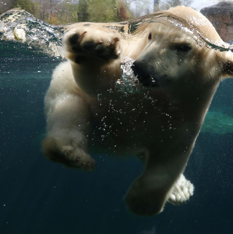 Baby polar bear plays with his mother Milana baby polar bear at Hannover Zoo, Germany - Action Press/Shutterstock