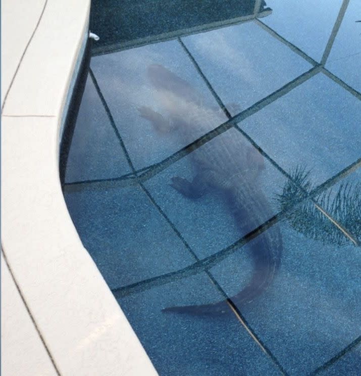 Craig Lear was searching for a tennis ball in his pool but instead came across something much larger. Photo: Laura Lear