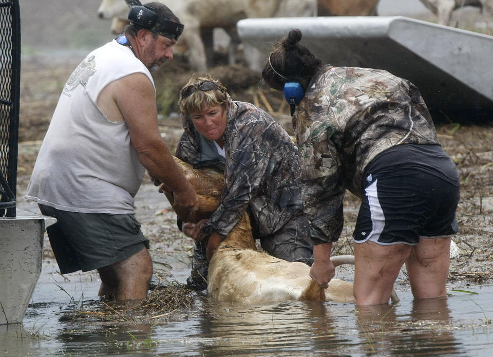 FILE - In this Aug. 30, 2012 file photo, Shelly Henson, center, and Kristen Scarabin, right, try to rescue cattle from floodwaters after Hurricane Isaac came through the region, in Plaquemines Parish, La. Hurricane Isaac turned some of the best ranch land in Louisiana into a miles-long pond of blackish and foul-smelling floodwaters. (AP Photo/Gerald Herbert, file)