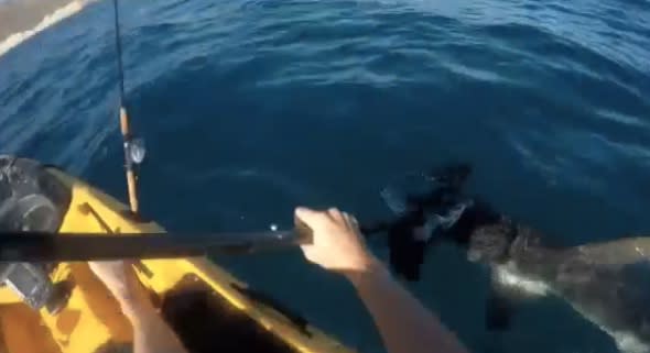 'Aggressive' hammerhead shark attack kayaker in California