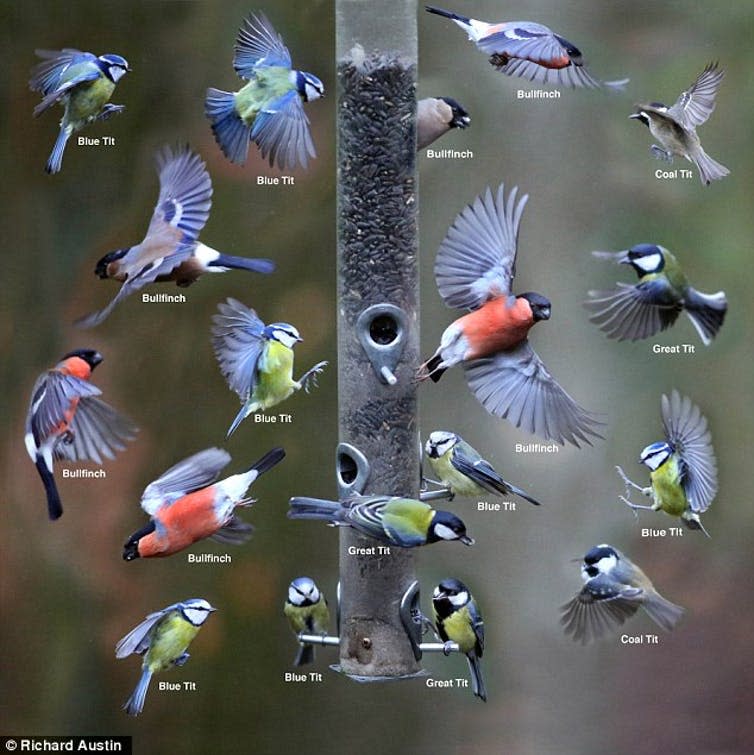 <span class="caption">Some of the birds visiting a feeder in a park near Newton Abbot, Devon, UK.</span> <span class="attribution"><span class="source">Richard Austin</span></span>