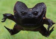 La forma redondeada de la rana negra de lluvia, que no suele medir más de cinco centímetros, cambia cuando salta, momento en el que parece aún más enfadada e igual de adorable. (Foto: Reddit / <a href="http://www.reddit.com/r/NatureIsFuckingLit/comments/gi2rto/black_rain_frog_in_action/" rel="nofollow noopener" target="_blank" data-ylk="slk:Pedrica1;elm:context_link;itc:0;sec:content-canvas" class="link ">Pedrica1</a>).