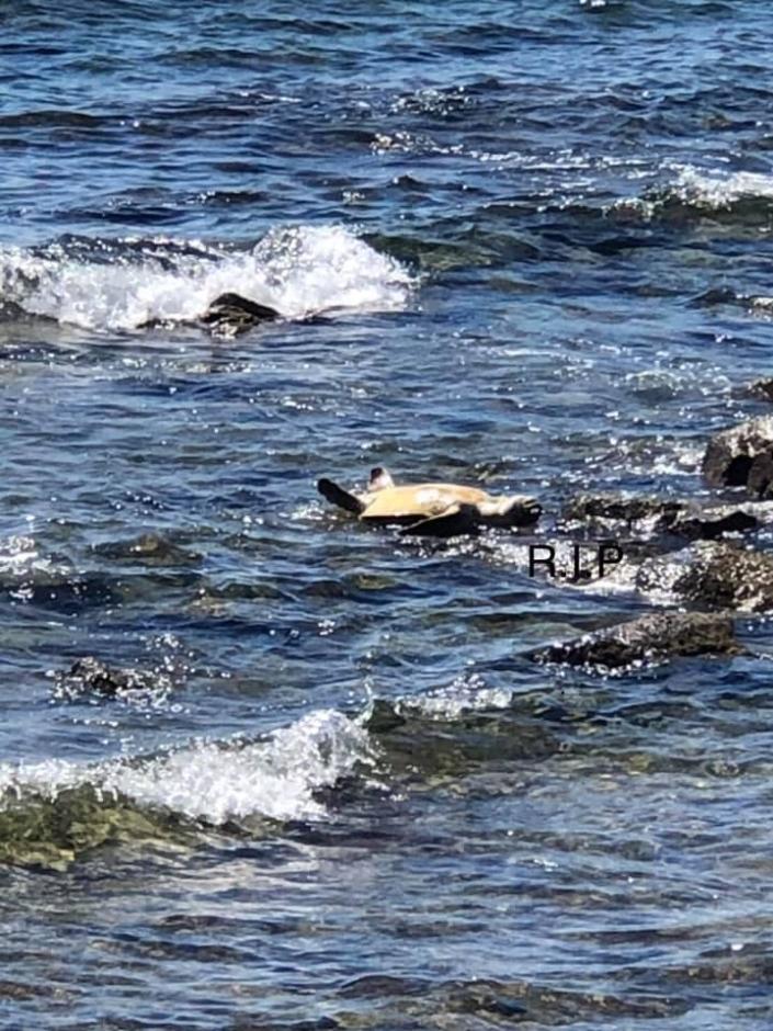觀光客瘋離島旅遊，澎湖七美海龜遭船隻螺旋槳砍死。（翻攝自「沿著菊島旅行–澎湖資訊網」臉書）