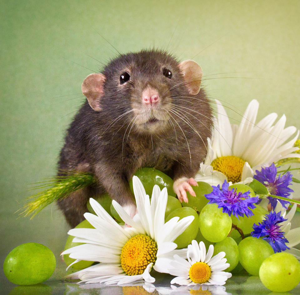 <p>Through her images, Diane hopes to showcase the positive characteristics of rats — especially pet rats, which, she said, are “mellow and playful little creatures.” (Diane Ozdamar/Caters News) </p>