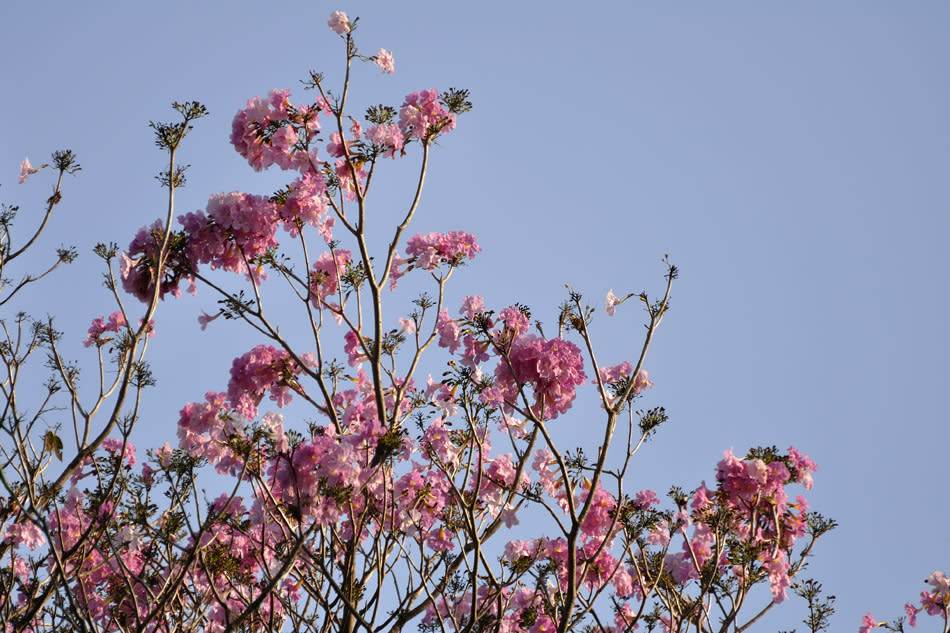 The Pink Tabebuia Tree (Tabebuia avellanedae) looks stunning when in bloom. The tree sheds all its leaves and pink flowers with yellow centres appear in thick clusters, mostly during January and February. The trees are small in stature and are often planted as ornamental trees on roadsides. They are easy to find in and around the MG Road - Cubbon Park area and also in Lalbagh.