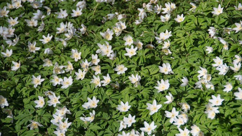 white anenome flowers