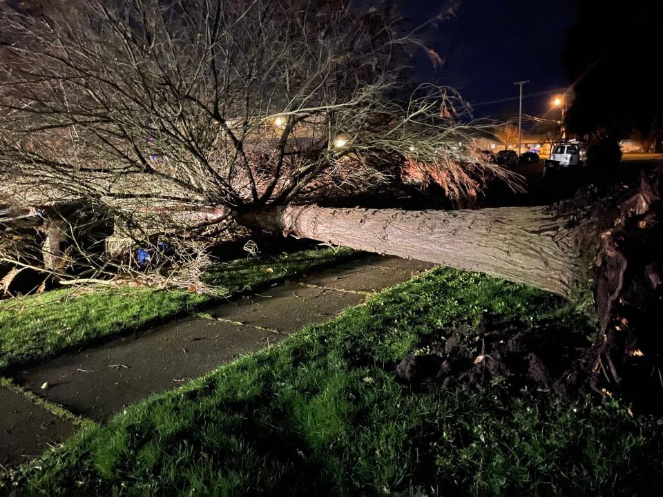 A tree down in the 4500 block of Aster Street in Springfield Jan. 2, 2022. 