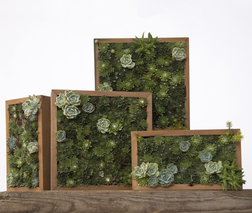 This undated publicity photo courtesy of Flora Grubb Gardens shows various horizontal and vertical living pictures made with succulent cuttings in San Francisco. Living pictures, cuttings of assorted succulents woven together in everything from picture frames to pallet boxes, are hot among garden designers and landscapers this spring as an easy, modern way to add color and texture to an outdoor space. (AP Photo/Flora Grubb Gardens, Caitlin Atkinson)