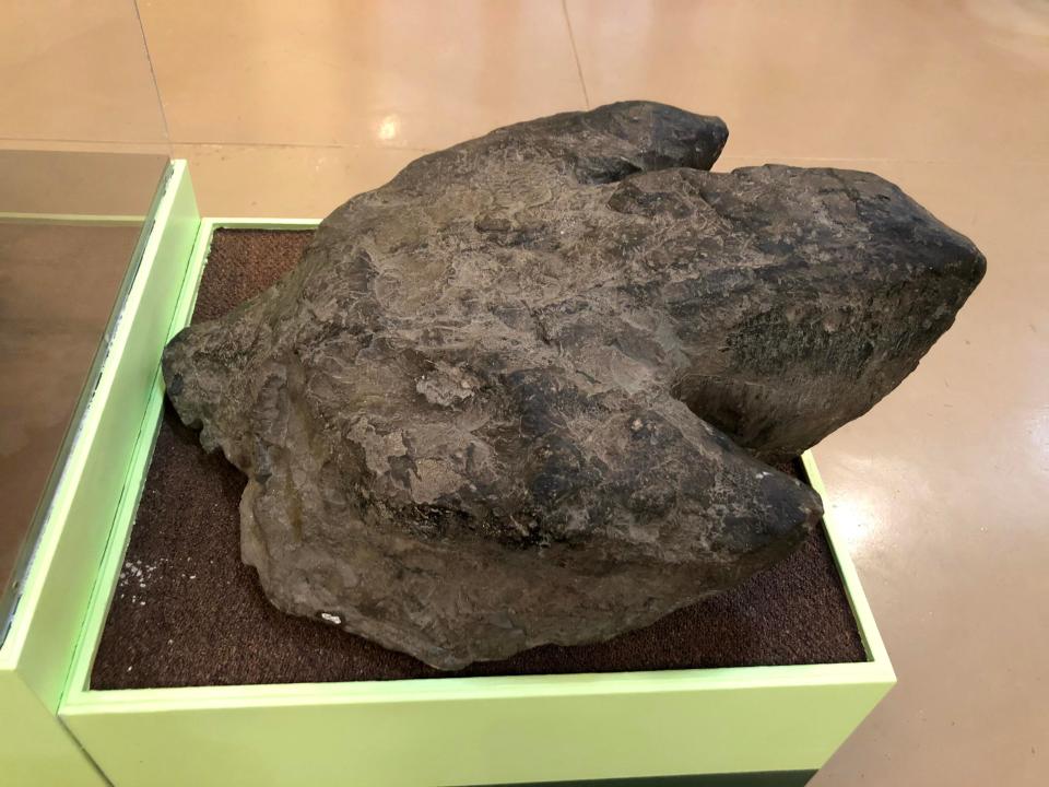 A fossilized Iguanodon footprint on display at the Royal Gorge Regional History Museum in Cañon City.