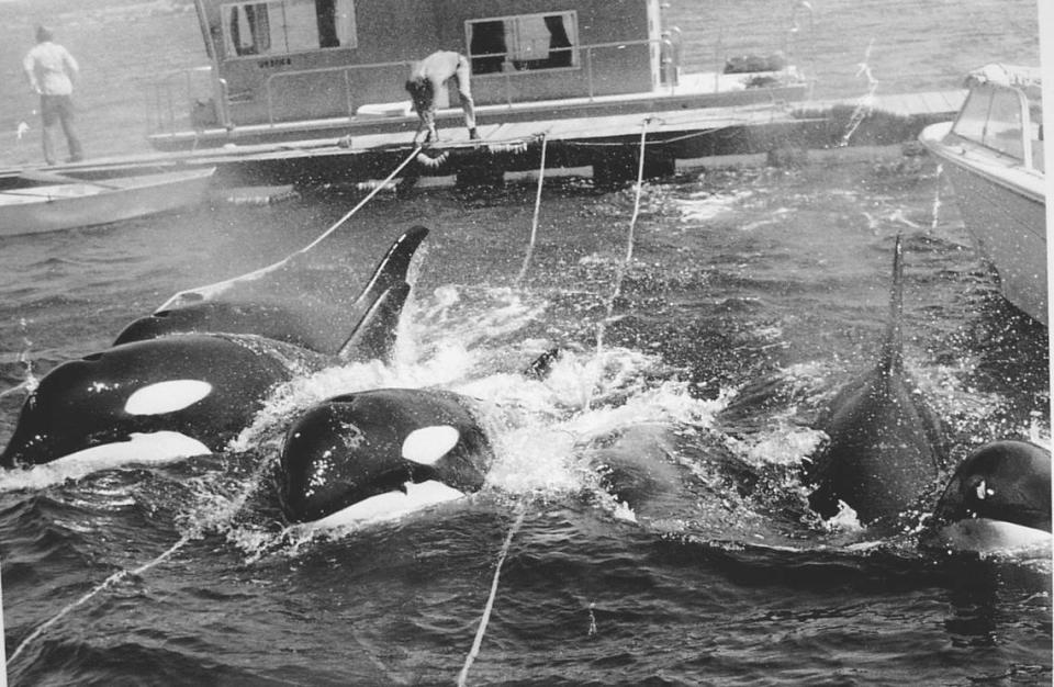 Lolita, formerly known as Tokitae, was captured in August, 1970 during a mass capture of killer whales in Penn Cove, Washington State. It was taken to the Seattle Aquarium and sold to the Seaquarium that same month.