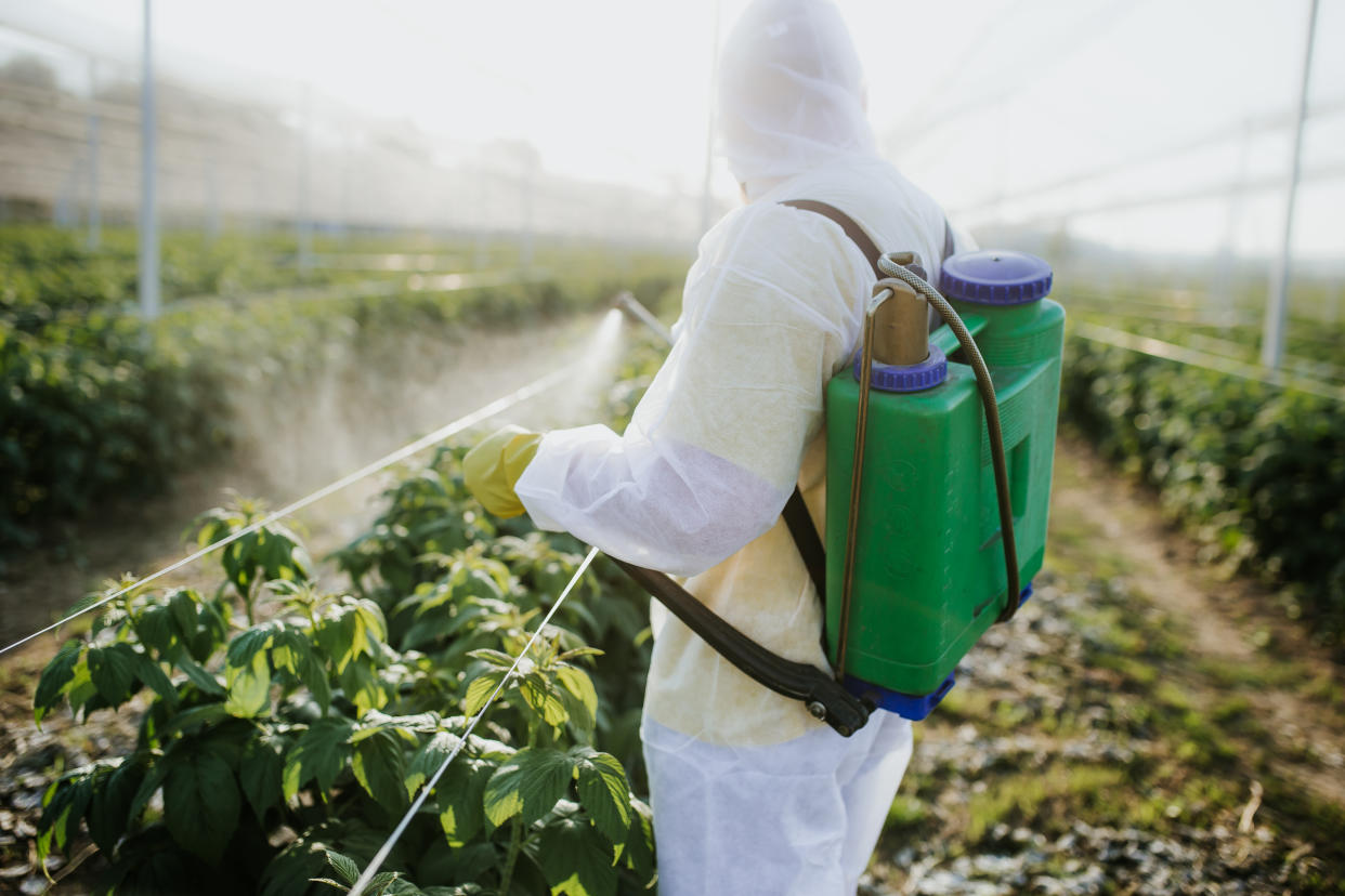 Person wearing white coveralls and green backpack sprayer stands between rows of plants.