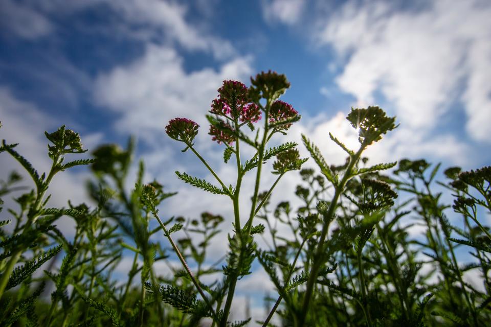 Seen Thursday, June 9, 2022, yarrow flowers are beginning to bloom at Field to Vase U-Pick Flowers in New Carlisle.