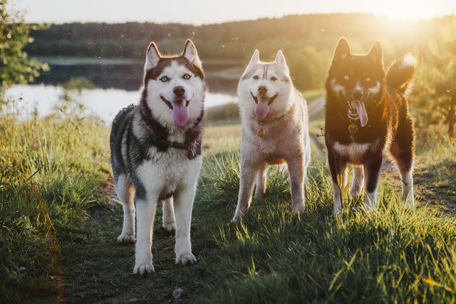 <p>Getty Images/Sergeeva</p> Siberian Huskies come in many colors.