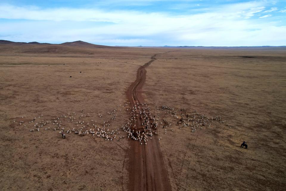 An aerial photo of a herder looking at his herd traveling across a wide expanse of land.