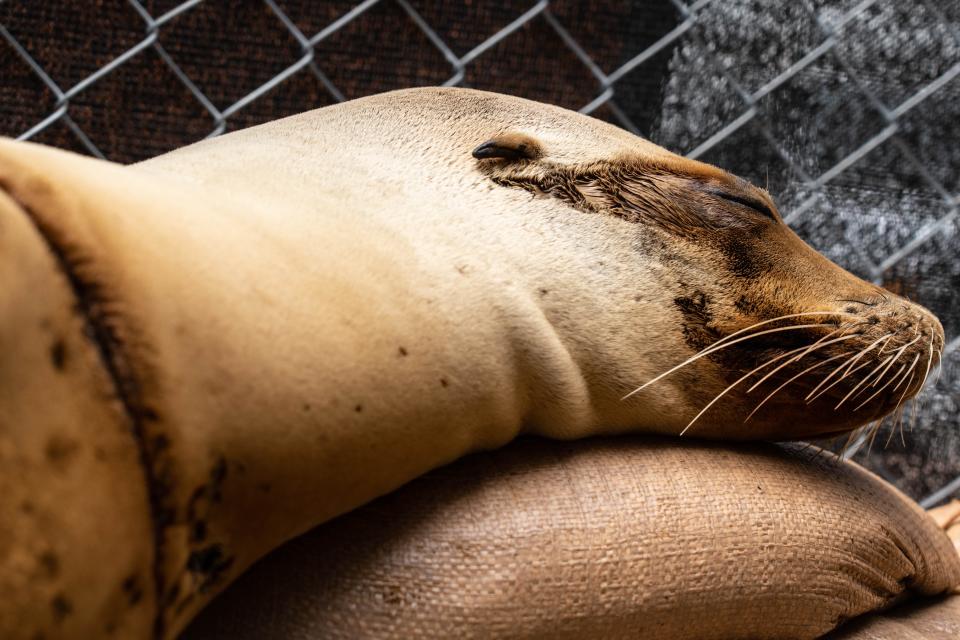 A sick sea lion is pictured at the Marine Mammal Care Center in San Pedro, California, on July 6, 2023. The center has been caring for sea lions being sickened by a historically bad algal bloom along California's Coast.