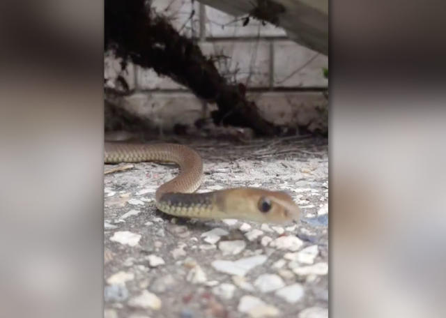 Harrison's Gold Coast and Brisbane Snake Catcher