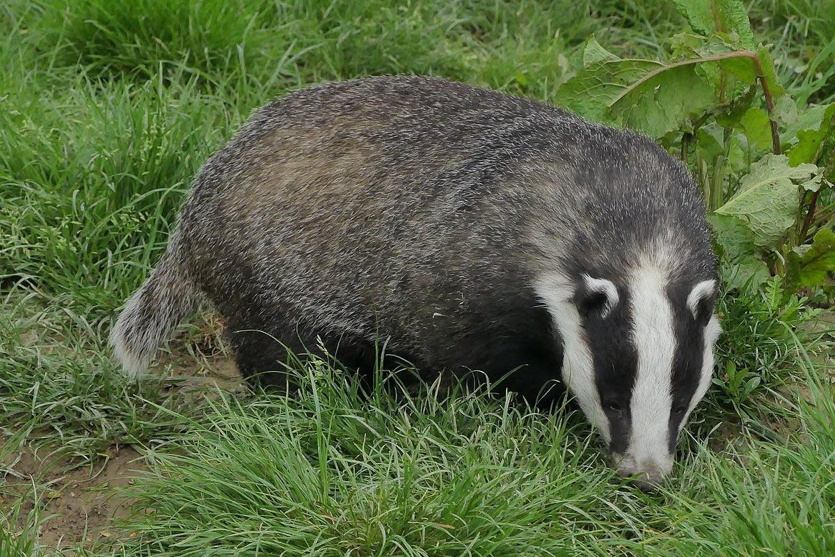 Three cars ran over a badger (stock image) <i>(Image: Mike Prince/ Flickr/ Wikimedia Commons)</i>