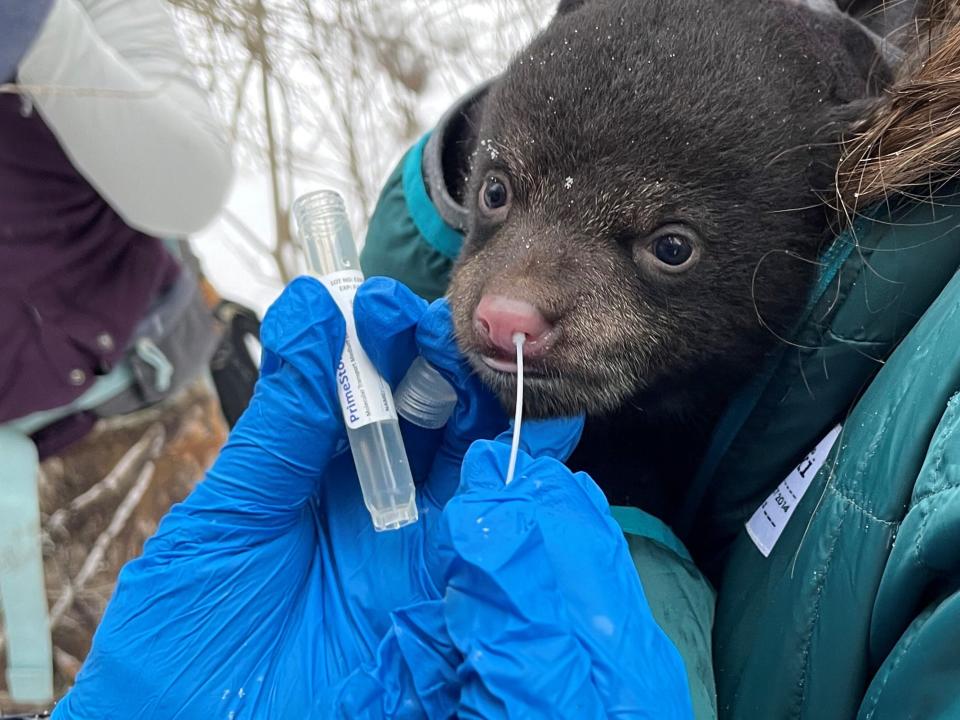 A black bear cub is swabbed for COVID in Clam Lake Wisconsin by a USDA biologist.