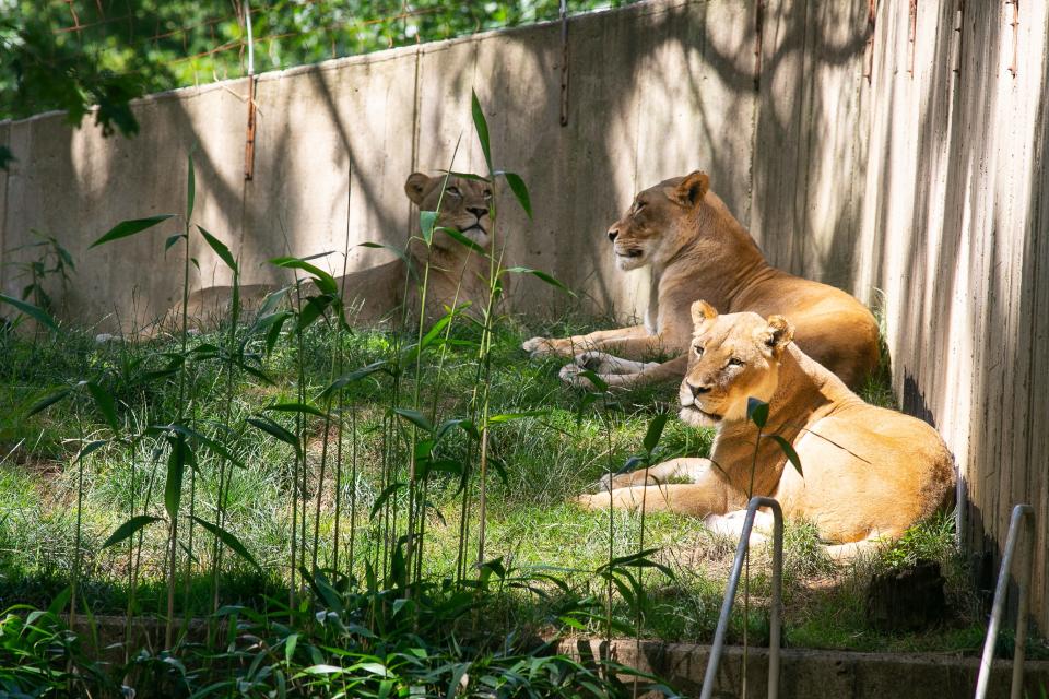 Lions and tigers at the Smithsonian's National Zoo have tested presumptive positive for the virus that causes COVID-19. All great cats are being treated with medication and are under close observation.