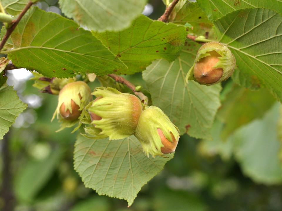 When the leaves of hazelnut trees change colour, look out for the ripe nuts (Getty/iStock)