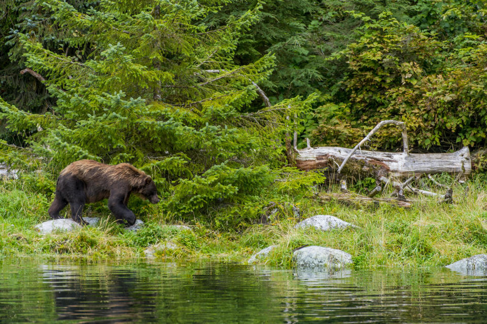 Brown bear in Tongass National Forest, Southeast Alaska, USA. / Credit: Wolfgang Kaehler/LightRocket via Getty Images