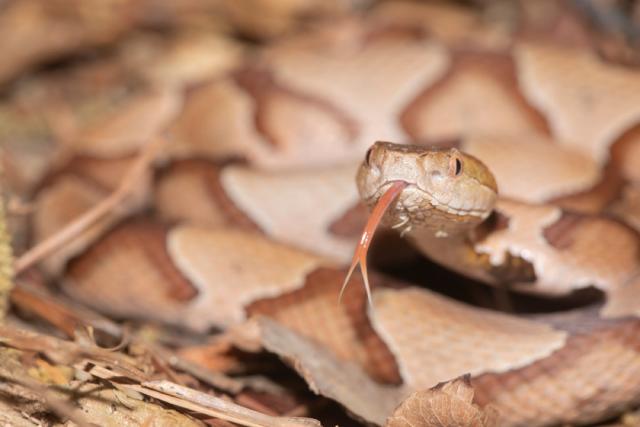 Unlock the Secrets of Snakes: Join our Basic Online Course in Snake Ecology  on November 4th & 5th, 2023, from 4 PM to 6 PM via Google Meet.…