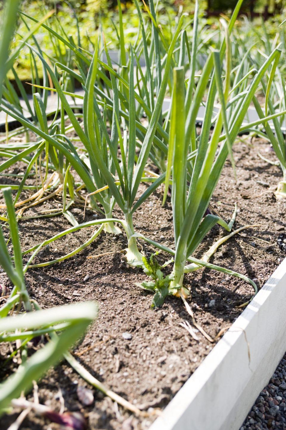 garlic growing in ground