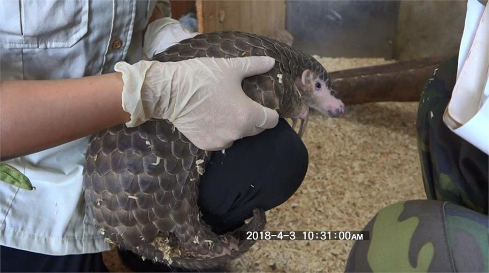 超萌！台灣穿山甲可愛畫面曝光　北市動物園：「潤喉糖」產後狀況良好