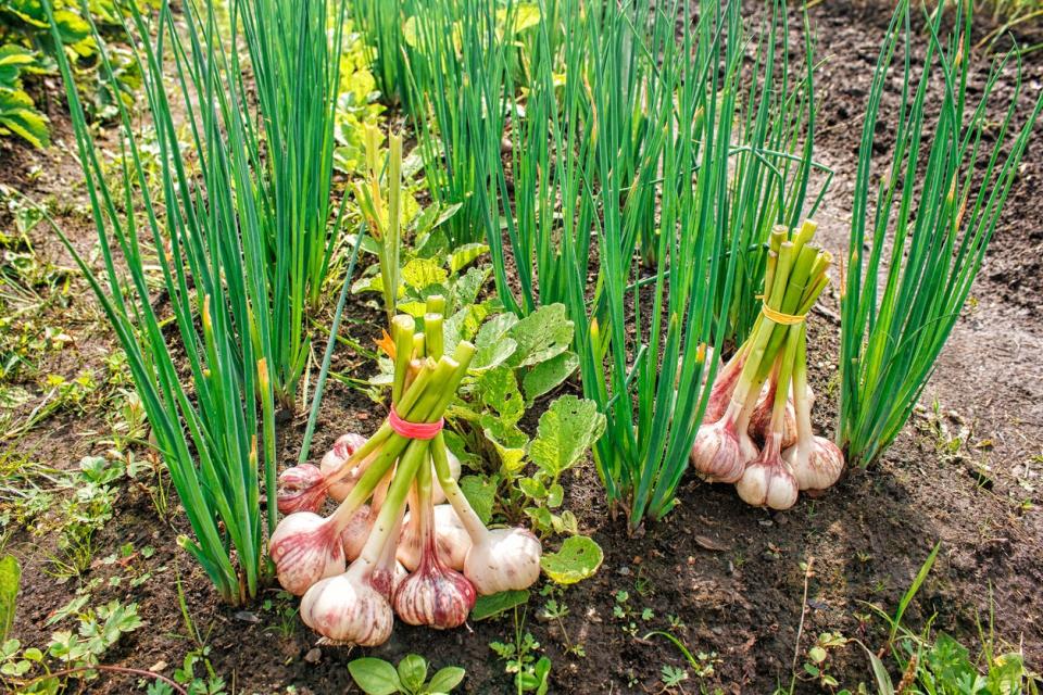 Two bundles of harvested garlic bulbs placed next to a row of garlic plants growing outdoors. 