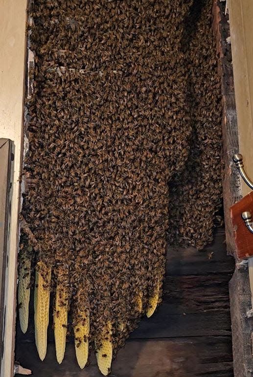 It took the HoneyBee Blues team four and a half hours to get this colony outside of their client's home on Monday, April 8, 2024.