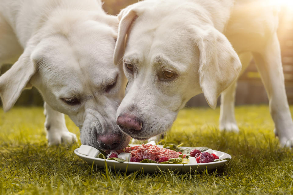 young cute white hungry labrador retriever dogs puppies eating some raw meat