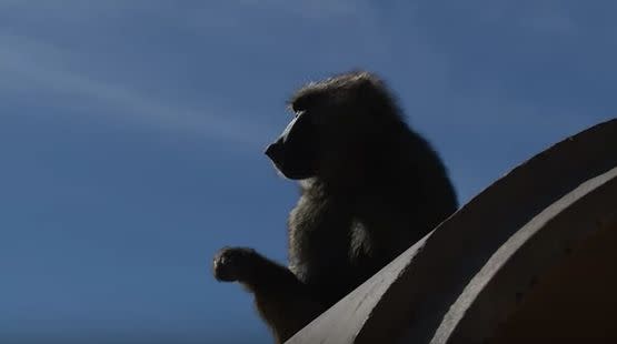 Silhouette of a baboon at the&nbsp;Texas Biomedical Research Institute in San Antonio.&nbsp; (Photo: YouTube/TexasBioMed)