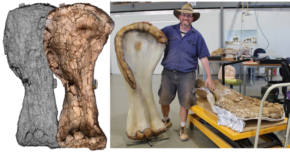 <div class="inline-image__caption"><p>3D scanning technology allows researchers an unprecedented way to compare fossilized bones of enormous dinosaurs, and view these digital replicas virtually.</p></div> <div class="inline-image__credit">S. Hocknull & R. Lawrence, Queensland Museum</div>