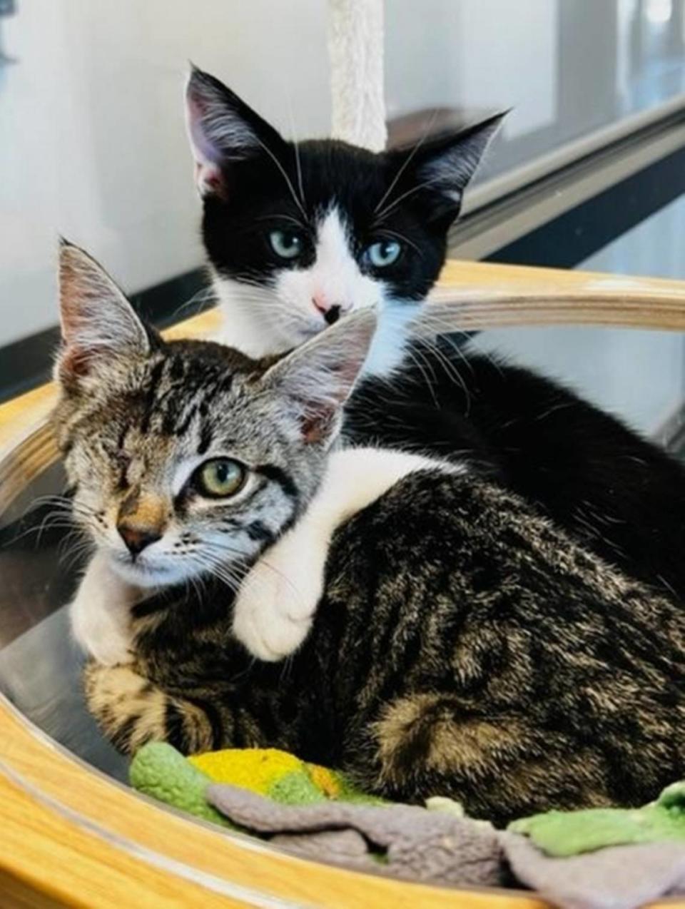 One-eyed Artichoke, who is available to be adopted at the San Luis Obispo County Animal Services shelter in San Luis Obispo, cuddles with Jethro, who has been adopted.