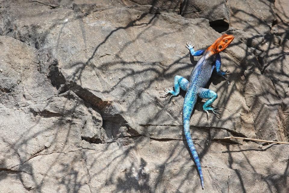 A colourful alien-like rock agama in the shade of branches in Ruaha National Park, Tanzania. 