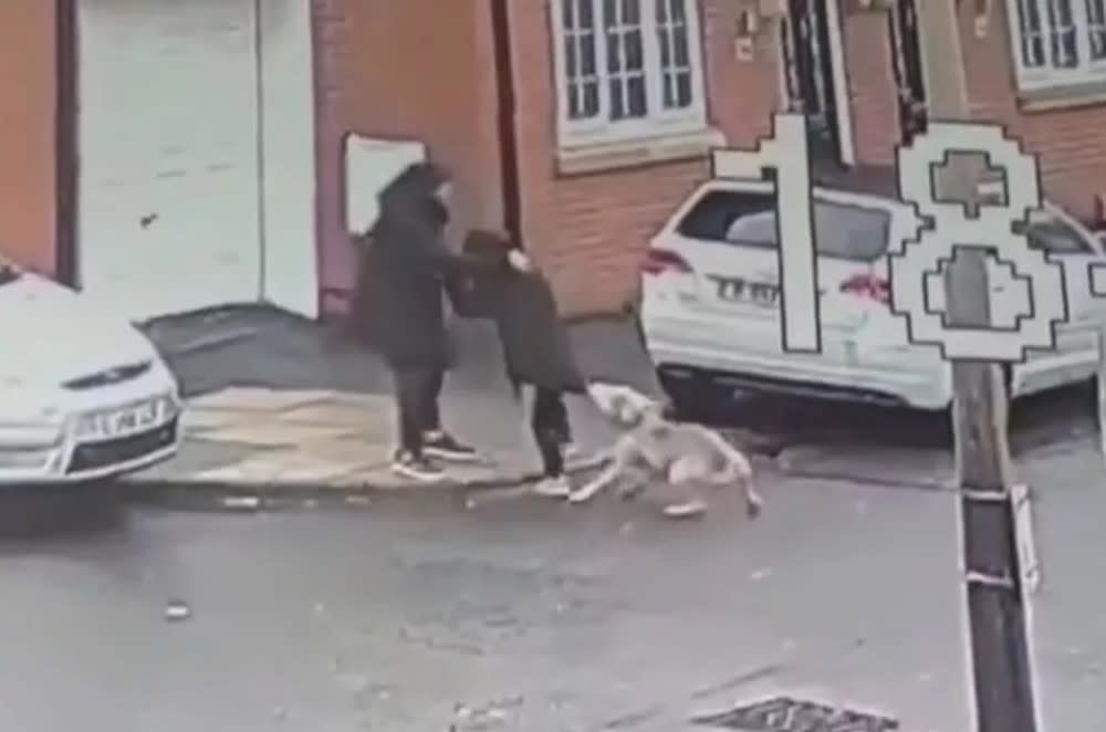 The dog latched on to the boy's coat during the attack in Blackburn. (Reach)