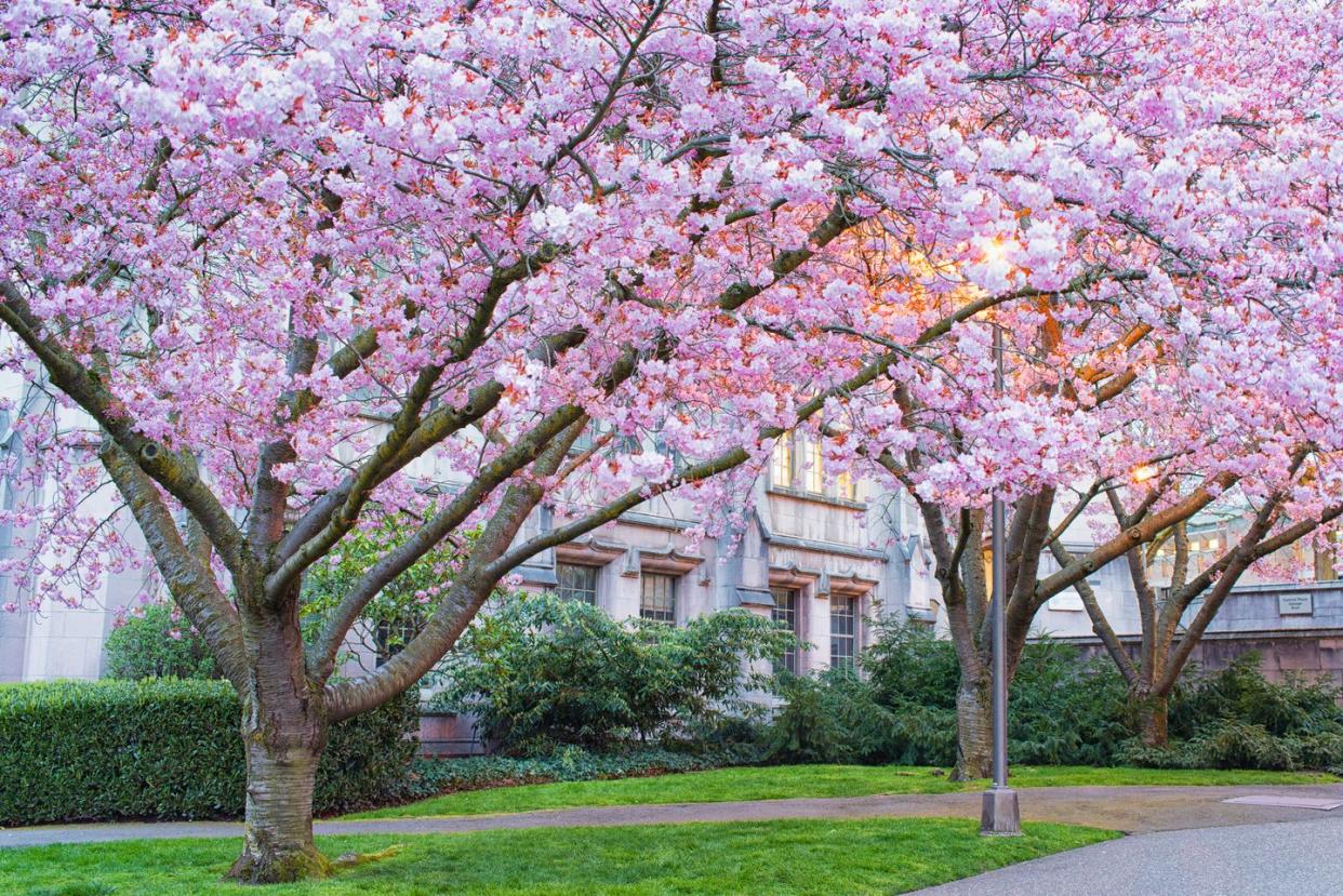 cherry blossoms in university of washington