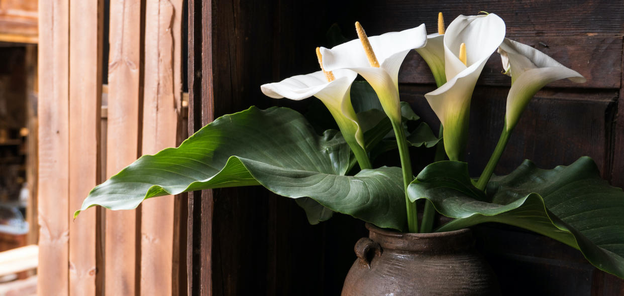  White calla lilies in a gold/rust pot. 