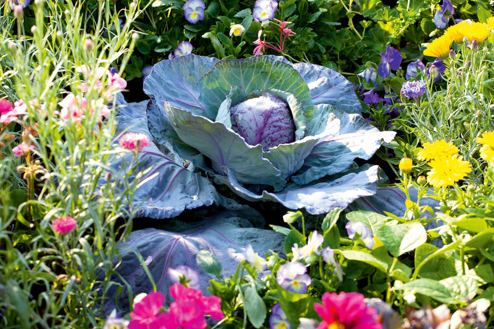 Disguise your vegetable plot in a flower border