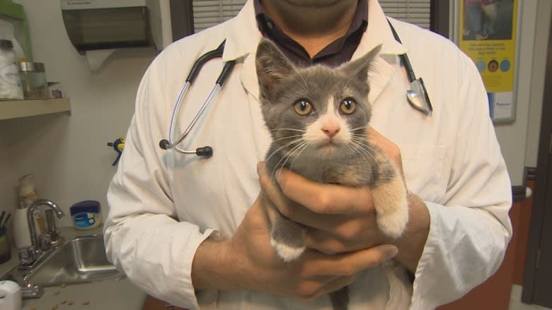 Kitten found injured near train tracks will soon find a new home