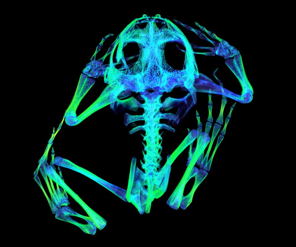 Syrian spadefoot toad skeleton