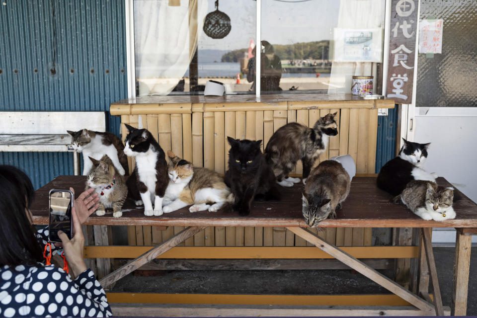 A tourist takes a photographs of cats gathered at a restaurant at Nitoda Port on Tashirojima island in Ishinomaki, northeast of Japan, Saturday, May 18, 2024. (AP Photo/Hiro Komae)